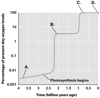 Examine the graph below.   At which labeled point in this graph are the first eukaryotes thought to have evolved? A)  Point A B)  Point B C)  Point C D)  Point D