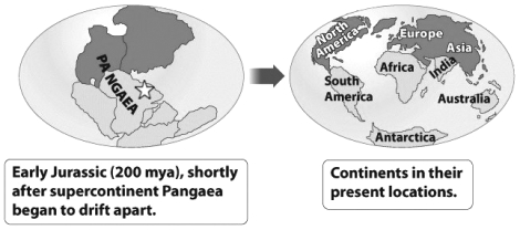 During the time of Pangaea (left in the figure below) , an ancestor of modern crocodiles inhabited the region marked by the star in this map.   Where would you expect to find fossils of this animal today (the map on the right) ? A)  Northern Hemisphere B)  on every continent C)  Africa D)  Antarctica