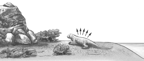The iguana shown in the image below has just climbed out of the ocean and has a body temperature that is lower than the air temperature.   What do the arrows illustrating heat transfer from the iguana indicate? A)  The iguana is gaining heat as a result of evaporation of salt from its body. B)  The iguana is gaining heat from conduction from the sun. C)  The iguana is losing heat as a result of radiation of metabolic heat. D)  The iguana is losing heat as a result of evaporation of water off its skin.