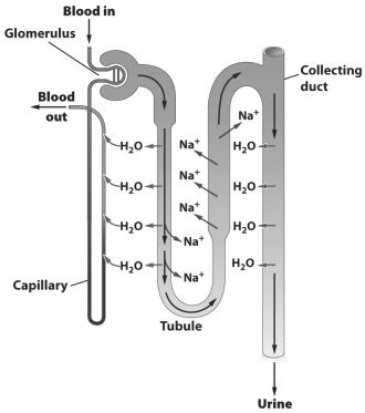The figure below illustrates how the nephron in a human kidney aids in the removal of toxic by-products of protein metabolism and assists in the regulation of internal water and solute concentrations.   In the region of the nephron labeled  tubule,  sodium is A)  leaving the tubule by diffusion. B)  being actively pumped out of the tubule. C)  moving out of the tubule through osmosis. D)  exiting the tubule via secretion.