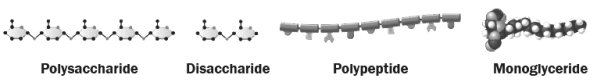 The figure below shows four types of nutrients that are absorbable by animal cells.   Which of the above molecules could be absorbed by the digestive tract without further digestion by enzymes? A)  polysaccharide B)  disaccharide C)  protein D)  monoglyceride