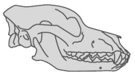 Examine the illustration below of an animal skull.     The characteristics of this skull suggest that it belongs to a _____________, the type of animal that consumes only ____________.