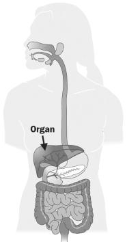 Chemical digestion occurs inside of the organ indicated by the arrow in the figure below.   