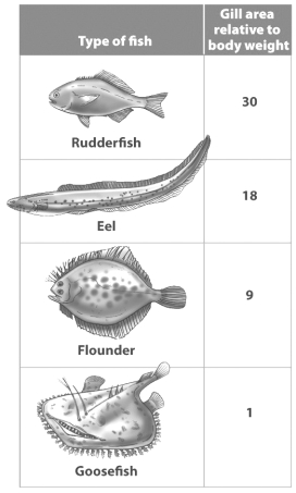 Examine the table below.   Based on the data in this table, which of these fish is probably the fastest swimmer? A)  rudderfish B)  eel C)  flounder D)  goosefish