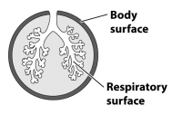 The figure below illustrates the respiratory surface of an animal relative to its body surface.   Would you expect this respiratory surface to be found in an aquatic or terrestrial animal? A)  Aquatic; having the respiratory surfaces inside the body saves energy since water is less dense than air and can therefore be more easily moved through an internal respiratory organ. B)  Aquatic; having an external respiratory surface allows the animal to create a larger surface area for gas exchange. C)  Terrestrial; by having the respiratory surface inside the body, terrestrial animals reduce water loss. D)  Terrestrial; having the respiratory surfaces inside the body prevents gases other than oxygen from entering the body.