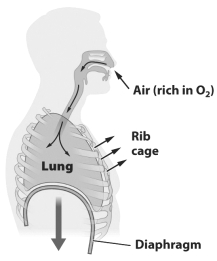 The figure below illustrates the inhalation step of gas exchange in humans.     In this figure, the diaphragm and the muscle of the ribcage are _________ [relaxed or contracted?].