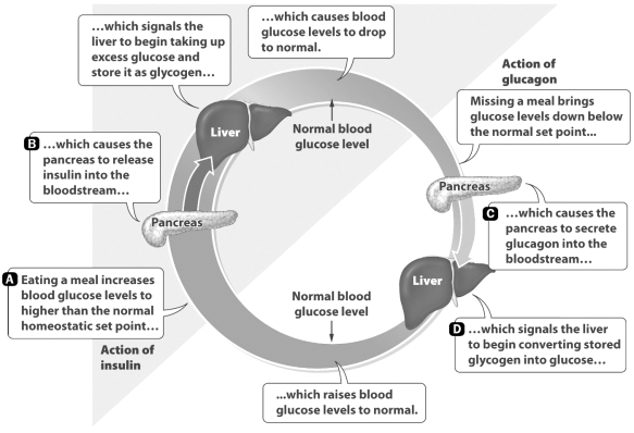 Four stages in the process of balancing glucose levels in the blood are highlighted by letters in the figure below.   Which letter corresponds to the stage that is impacted by type 2 diabetes? A)  Stage A B)  Stage B C)  Stage C D)  Stage D
