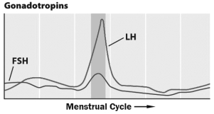 The graph below shows the levels of gonadotropins throughout the menstrual cycle.     The darker gray region of the graph corresponds to the period when __________ occurs in the ovaries.