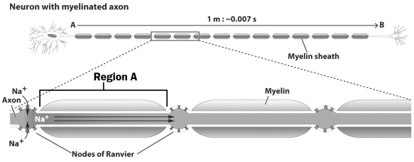 The figure below illustrates how a neuron with myelinated axon transmits signals.   What is happening in Region A of this figure? A)  An action potential is moving between two nodes of Ranvier. B)  Neurotransmitters are rapidly diffusing between two nodes of Ranvier. C)  An electric charge is moving rapidly between two nodes of Ranvier. D)  Myelin is carrying sodium ions between two nodes of Ranvier.
