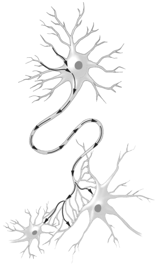 Examine the figure below.     The path of the arrows in this figure indicates the movement of _______________ through a neuron.