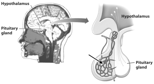 The blood vessels indicated by the black arrow in the figure below transport hormones from the pituitary gland to the hypothalamus.