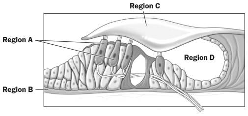 The figure below illustrates the organ of Corti, a part of the Cochlea in the human inner ear.   What labeled region of this figure of the organ of Corti is directly stimulated to vibrate in response to the air movements causes by sound? A)  Region A B)  Region B C)  Region C D)  Region D