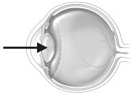 The figure below depicts a human eye.   When focusing on an object that is far away, the structure indicated by the arrow in the figure above A)  becomes flatter. B)  becomes more spherical. C)  does not change. D)  decreases in diameter.