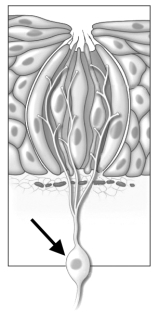 The cell indicated by the arrow in the figure below directly interacts with environmental stimuli.   