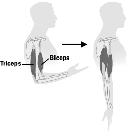 The figure below shows the change that occurs in two muscles when the arm goes from a bent to a straight position.   For this to occur, A)  the triceps contracts and the biceps relaxes. B)  the biceps contracts and the triceps relaxes. C)  both the biceps and the triceps contract. D)  both the biceps and the triceps relax.
