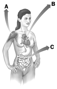 Examine the figure below.   Which letter indicates a region of a human where you would find muscle that lacks sarcomeres? A)  A B)  B C)  C D)  All human muscle contains sarcomeres.