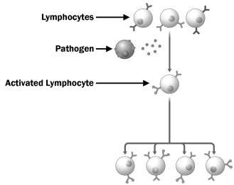 Examine the figure below.   Why is only one of the lymphocytes in this diagram activated by the pathogen? A)  Antigens move through the immune system by diffusion, so the lymphocyte closest to the site of infection binds the antigen first. Once a lymphocyte is activated, it produces chemicals that prevent the activation of other lymphocytes. B)  Lymphocytes are only activated if all of their receptors are bound by antigens. In this case, there were only enough antigens to fully activate one cell. C)  Your immune system contains many different lymphocytes, each displaying a different antigen-binding protein. In this case, the antigen only matched the binding protein on the cell that was activated. D)  Lymphocytes can only be activated by chemicals produced by the innate immune system. Only one of the cells in this diagram has been exposed to these chemicals.