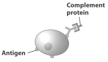 Examine the figure below.   Which of the following could happen to the pathogen depicted in this figure? A)  The pathogen could use the complement protein to infect a self cell. B)  The complement protein could attract a killer B cell that would phagocytize the pathogen C)  The complement proteins could attract other complement proteins that would form a hole in the pathogen's plasma membrane. D)  The complement protein could attract a killer T cell that would inject toxins into the pathogen.