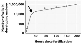 This graph shows the rate of cell division in a developing frog embryo.   Why does the rate of growth decrease dramatically after the point indicated by the arrow? A)  At this point, development switches from rapid cell growth to cell differentiation and migration. B)  This arrow indicates when the embryo begins to run out of its internal food source and must find another source to continue developing. C)  This is when fertilization occurs. Before this point, the single-celled egg was growing quickly as it stored food. After this point, growth slows for the more deliberate process of development. D)  At the time indicated by the arrow, the trophoblast separates from the inner cell mass and the two tissues begin to divide at different and slower rates.