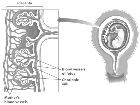 Examine this close-up of the placenta (on the left of the figure) .   Why do the chorionic villi have the shape of a tree? A)  The branches of the chorionic villi create a large amount of surface area for exchange of nutrients and gases between maternal and fetal blood. B)  The branches of the chorionic villi allow blood to flow back and forth between the capillaries of the mother and her fetus more rapidly. C)  The branches of the chorionic villi create more locations where fetal capillaries can fuse directly with maternal capillaries. D)  The branches of the chorionic villi create more surface area for the production of the amniotic fluid.