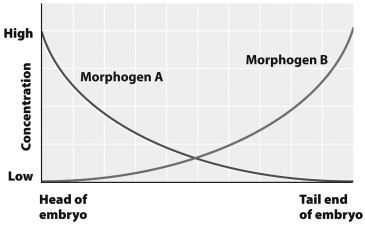 This graph shows the normal concentration of morphogens A and B throughout a Drosophila embryo.   If morphogen B is injected into the head end of an embryo, the embryo is likely to develop A)  normally. B)  a second tail at the head end C)  a second head at the tail end. D)  two heads at the head end.