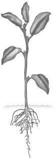 Examine the plant in the figure below.   The plant shown is most likely a dicot because of the presence of A)  a taproot. B)  veins within the leaves. C)  five leaves. D)  both root and shoot systems.