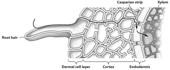 In the figure below, the line with the arrowheads indicates the cell-wall pathway for an absorbed nutrient.   What structure actually regulates the entry of nutrients into the plant's interior? A)  the root cap B)  the plasma membrane of root hair C)  the plasma membrane of endodermal call D)  the cell wall of root hair