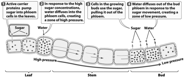 The figure below illustrates how food is transported in phloem tissue.   At what step(s)  during the movement of sugar is metabolic energy provided by the plant? A)  Steps 2 and 4, when water enters and leaves phloem B)  Step 1, when high concentrations of sugar are created in the phloem C)  Step 3, when growing cells in buds pump in sugar from the phloem D)  All of the steps require the expenditure of metabolic energy.