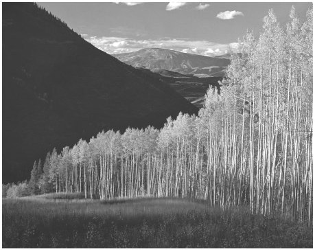 The aspen grove shown in the photo below may be formed from clones.   If this grove is indeed comprised of clones, it would not be surprising to observe that A)  individual trees are of equal height. B)  individual trees have equal girth. C)  individual trees flower at the same time. D)  all of the above