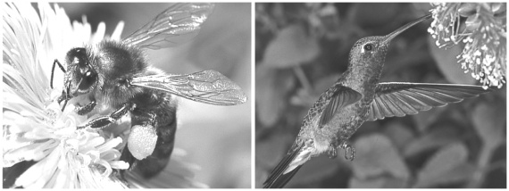 Flowers, like the ones in the figure below, display spectacular colors, shapes, and odors, in combination with food rewards such as nectar, in order to convince pollinating animals to visit several flowers of the same species to transfer pollen for reproduction.   How might a flower be specialized to attract hummingbird pollinators (above right)  and discourage insect pollinators (above left) ? A)  have brightly colored petals B)  open only at night C)  hang downward from the branch tips D)  organize its flowers into a flat landing surface