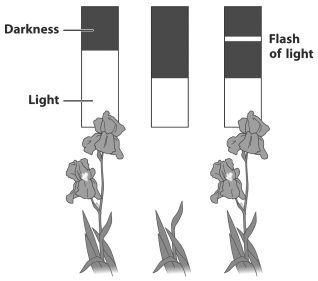The figure below illustrates the results of a laboratory experiment that simulates potted irises being exposed to differing lengths of darkness.   How would flowering in these irises be affected by disrupting the length of their light exposure? A)  It would stimulate flowering. B)  It would suppress flowering. C)  It would stimulate branching and increase total flower production. D)  There would be no effect since irises use the length of darkness to coordinate flowering.