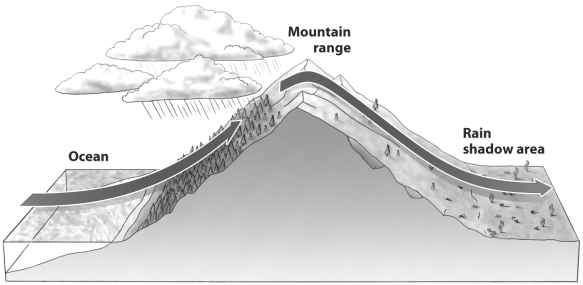 The figure below illustrates the rain shadow effect.   What best explains why the leeward side of the mountain experiences less rainfall? A)  The air mass simply has no more moisture; it was all released on the windward slope. B)  As the air flows downslope it is compressed and warmed, allowing it to not only retain its own moisture but often removing moisture from the soil beneath as well. C)  The rotation of the earth causes the air moving downslope to be displaced to the right, reducing rainfall behind the mountain. D)  All of the above contribute to the rain shadow effect.