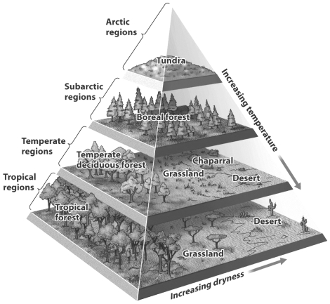 Understanding plate tectonics has helped ecologists make sense of ancient biomes; when land masses move in elevation or to different regions of the globe they experience climatic change.   Use the figure above to predict the change for a temperate deciduous forest as it moves south and elevates by 5,000 feet. A)  It becomes a tropical forest. B)  It becomes a grassland. C)  It becomes chaparral. D)  It becomes a boreal forest.