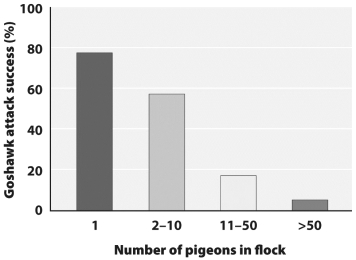 Examine the graph below.   Research indicates that goshawk predation is much less effective when prey species, like wood pigeons, are in large flocks. If this is true why do any small flocks exist at all? A)  They do not; small flocks are just birds transitioning from one large flock to another. B)  In large flocks newly discovered food resources must be shared while in small flocks there is more food per individual bird. C)  The natural genetic variability induces some birds to live alone. D)  Single birds are simply lost and are attempting to relocate the flock.