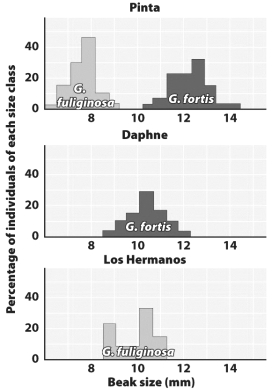 <strong>The figure below shows that the cohabitating ground finches on Pinta Island experienced character displacement, with birds specializing in either smaller seeds or larger seeds. Predict the outcome of this coinhabitation if large and small seeds had not been initially available.</strong> A) The two species would have been in direct competition and one would have become extinct on the island. B) It would proceed exactly as illustrated except that the range of beak sizes would have been less varied. C) Coevolution would have caused the native plants to produce the necessary variety of seed sizes. D) The less competitive species would have shifted its feeding preference to insects.