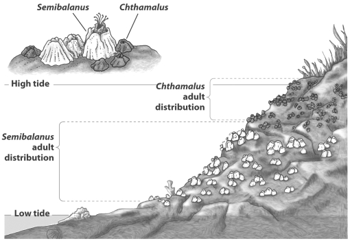 As the figure below illustrates, the distribution of numerous intertidal organisms is restricted to bands or zones. The upper limit to the zone is determined by tolerance to physical factors like desiccation while the lower boundary is determined by a biological interaction such as competition.   What could account for the lower limit for Semibalanus? A)  competition from adult Chthamalus living in deeper water B)  the force of the waves on the lower portions of the rock C)  predation from less tolerant predators like sea stars D)  overheating during low tide exposure