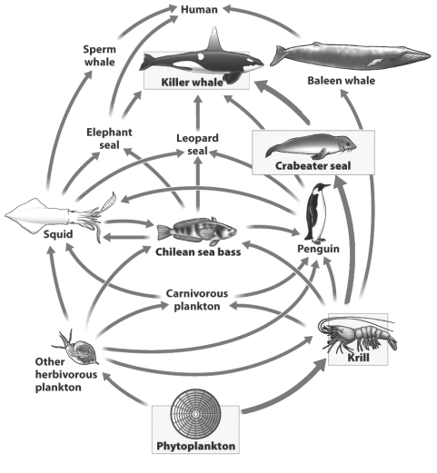 Food webs, like the one in the figure below, help biologists predict the impact to a community that changes in species abundance might produce.   After studying the food web above, select a reasonable outcome following the complete disappearance of leopard seals. A)  Killer whales may decline since they eat leopard seals B)  Chilean seas bass may increase since one of their primary predators is gone. C)  Baleen whales will increase as more krill becomes available D)  Sperm whales may decline as squid become less abundant.