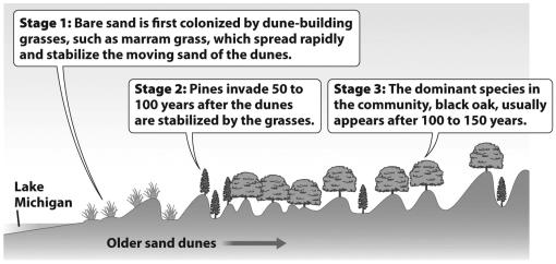 The figure below illustrates how, although pines first established themselves as the dominant tree in the Lake Michigan sand dune community, black oaks ultimately become the dominant species.   What best explains the gradual reduction of the pine? A)  Oaks trap sand, causing the dune to level out; pines can only survive in the low, protected areas between the dunes. B)  Pine needles and the shade from existing pines improve the soil composition and moisture, allowing oaks to become established and preventing new pines from surviving. C)  Pines replace the grasses but this destabilizes the dune and increases the amount of moving sand; the loss of pines is not related to the presence of the oaks. D)  Actually oak seeds were always present in the sand; they simply require more time to germinate.