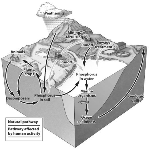 The figure below illustrates how nutrients cycle between organic and inorganic reservoirs. Within each reservoir the nutrient may be available or unavailable for use.   According to the figure above, what is the inorganic reservoir where phosphorus is unavailable? A)  the atmosphere B)  the soil C)  ocean sediments D)  decomposers