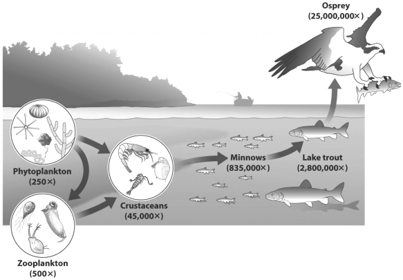 The figure below shows the relative concentration of polychlorinated biphenyls (PCBs)  in several members of a lake food web.   Although the lake trout and minnow are both fish, the lake trout is more contaminated. Why? A)  Lake trout are bigger so their bodies can store a greater quantity of PCBs. B)  PCBs dissolve poorly in water but readily in fat; lake trout have a higher percentage of body fat than minnows. C)  Lake trout are large and long-lived; when they respire the pass water over their gills allowing the PCBs in the lake to accumulate it their bodies. D)  Lake trout fed on minnows while minnows fed on crustaceans.