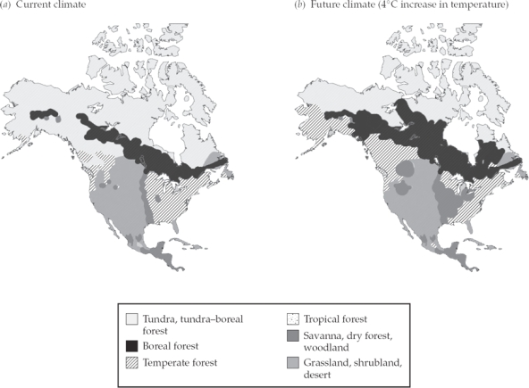 The figure below shows the predicted distribution of biomes following a 4ᵒ C increase in average global temperature.   What biome in North America, in addition to deserts, becomes more common and how can the change be explained? A)  Boreal forests expand because warmer temperatures reduce the extent of snow coverage and allow conifers to begin spring growth earlier. B)  Tundra expands because melted permafrost provides new habitat for cold-adapted grasses and herbs. C)  Topical forests expand because warmer temperatures expand tropical habitats, increase evaporation from the ocean surface, and provide the necessary rainfall. D)  Grasslands expand because warmer temperatures decrease average global rainfall, converting forest biomes to grasslands.
