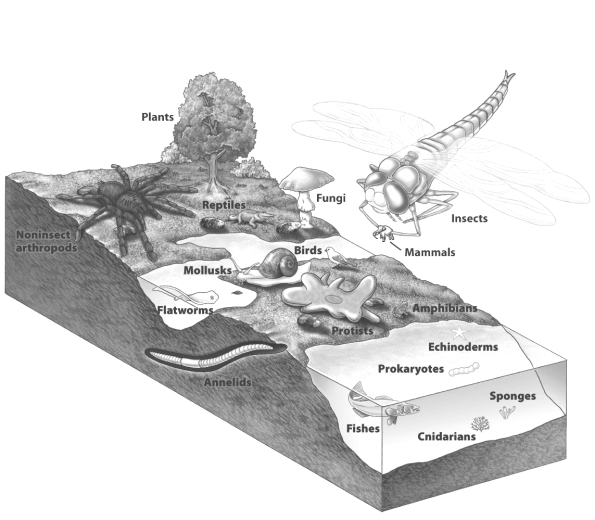The figure below shows various groups drawn in sizes proportional to their contribution to known biodiversity.   If the current extinction crisis continues, in future versions of the diagram, _______ will most likely be _______. A)  terrestrial vertebrates drawn to smaller scales B)  plants; drawn to larger scales C)  prokaryotes; drawn to smaller scales D)  birds; entirely absent