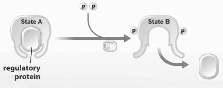 This diagram shows the two states in which the Rb protein is found in the cell.   In which state would you find the Rb protein in a cell that needs to undergo rapid cell division? A)  State A B)  State B C)  Neither, Rb is not involved in cell division. D)  A portion of the Rb protein in the cell must be in each state.