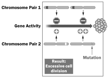 Examine the figure below.   In this example, excessive cell division is the result of a mutation that results in A)  excessive activity of a proto-oncogene. B)  excessive activity of a tumor suppressor protein. C)  changes in a cell's cytoskeleton. D)  inactivity of two tumor suppressor proteins.