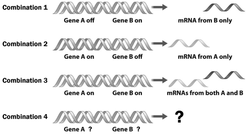 The figure below shows two genes that can produce four different combinations of RNA based on which genes are on or off.     In the fourth possible combination, gene A must be _____ and gene B must be ______ .