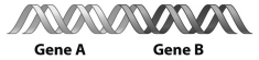 Examine the figure below.     These two genes may have up to four different pattens of gene expression.