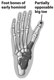 Examine figure below.   What does the positioning of the toe indicated by the arrow suggest about the owner of this fossil hominid foot? A)  This hominid probably spent all of its climbing through trees. B)  This hominid was a hybrid produced from the mating of a Neandertal and an archaic human. C)  This hominid has a partially opposable toe. It probably walked upright and spent some time in trees. D)  This hominid was a member of an extinct line of human evolution that lived exclusively in water. It was probably the source of the myth of the mermaid.