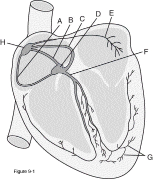 Which letter in the figure identifies the cardiac cells through which there is a 100-ms delay?   A)  A B)  B C)  C D)  D
