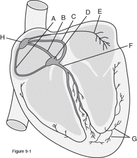 A specialized high-speed conduction system begins at which of the following points?   A)  A B)  C C)  D D)  H