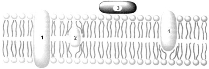 Exhibit 8A   Refer to Exhibit 8A.Protein #2 would most likely function as a: A)  Carrier B)  Channel C)  Cell identity D)  Receptor E)  You cannot tell from the diagram.